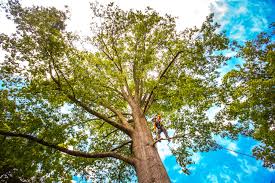 Best Tree Health Inspection  in Central Square, NY