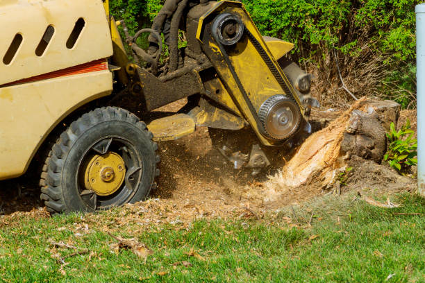 Best Root Management and Removal  in Central Square, NY