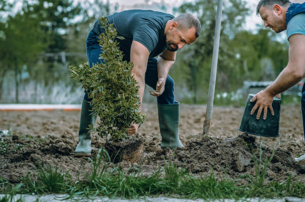 Best Lawn Renovation and Restoration  in Central Square, NY