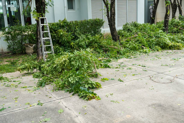 Best Lawn Disease Treatment  in Central Square, NY