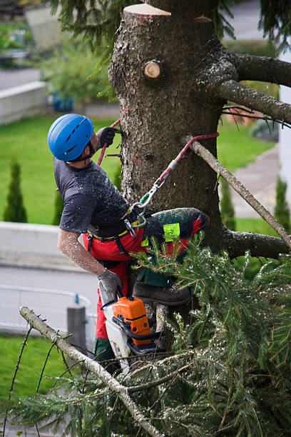 Best Tree Cabling and Bracing  in Central Square, NY
